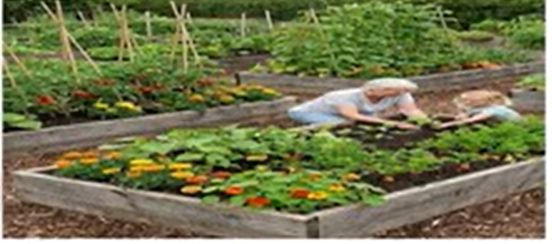 Traditional Raised Beds